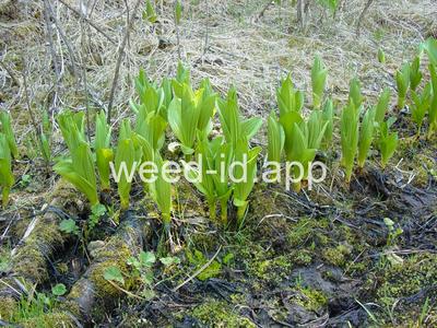 false-hellebore, California