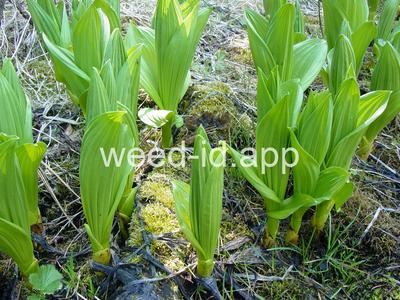 false-hellebore, California