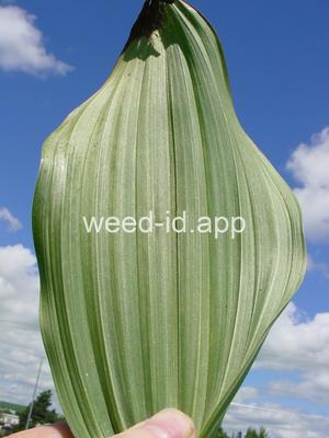 false-hellebore, California