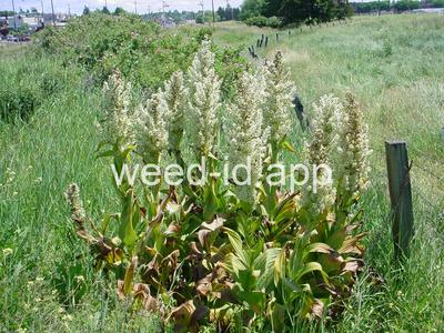 false-hellebore, California