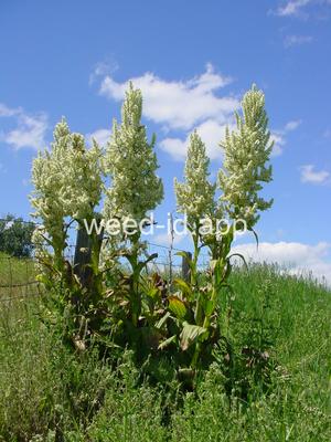 false-hellebore, California