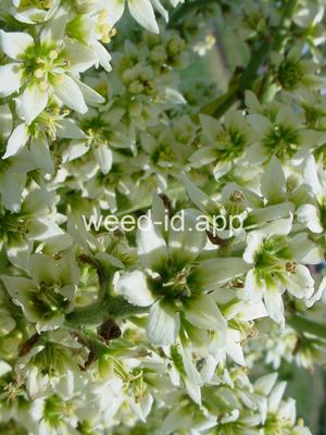 false-hellebore, California