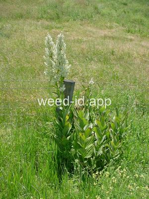 false-hellebore, California