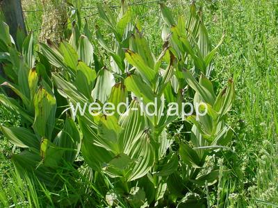 false-hellebore, California