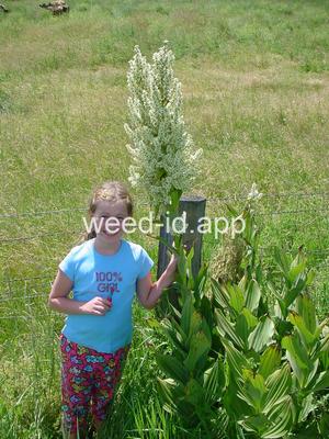 false-hellebore, California