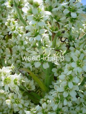 false-hellebore, California