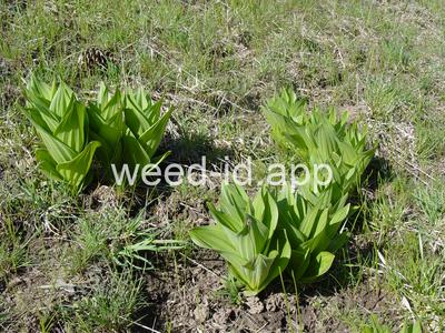 false-hellebore, California