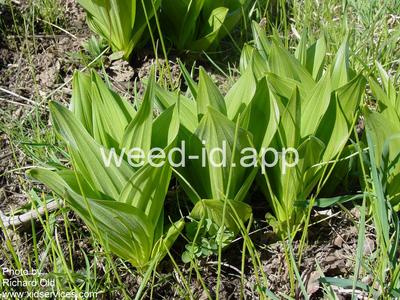 false-hellebore, California