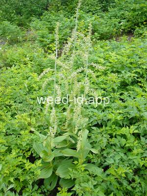 false-hellebore, green