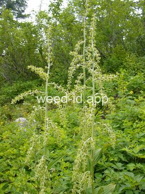 false-hellebore, green
