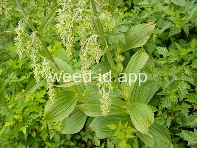 false-hellebore, green