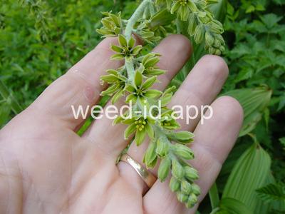 false-hellebore, green