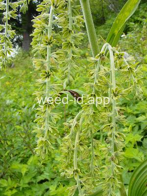 false-hellebore, green