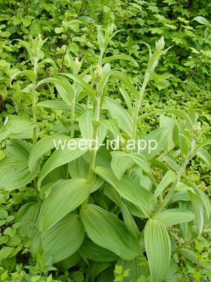 false-hellebore, green