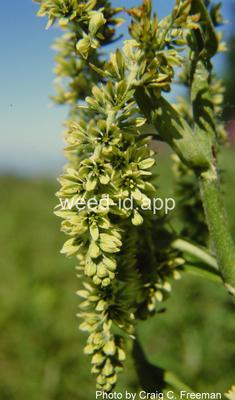 false-hellebore, green