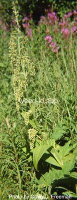 false-hellebore, green