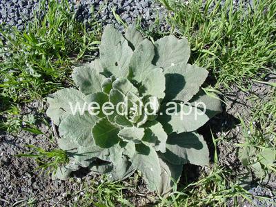 mullein, common