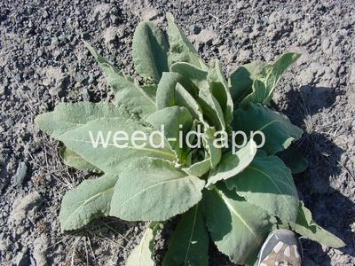 mullein, common
