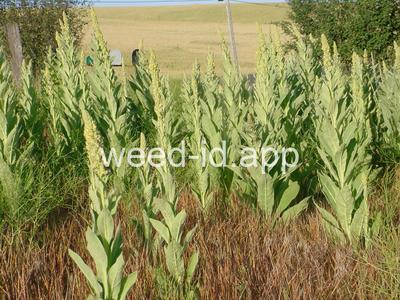 mullein, common
