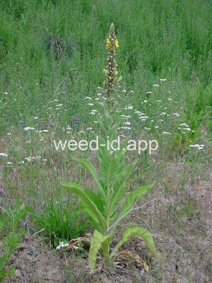 mullein, common