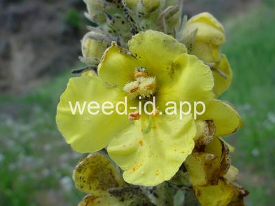 mullein, common