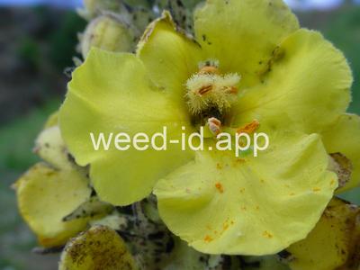 mullein, common