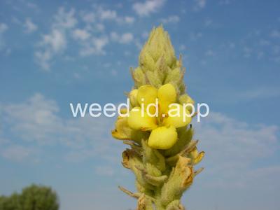mullein, common