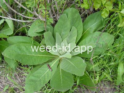 mullein, common