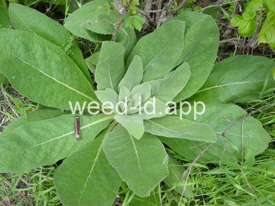 mullein, common