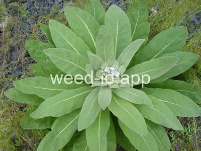 mullein, common