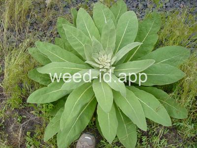 mullein, common