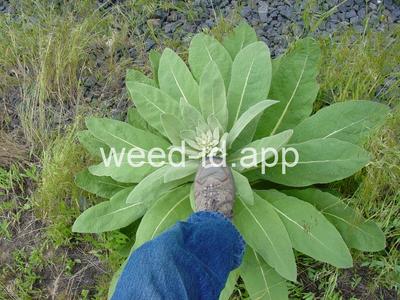 mullein, common