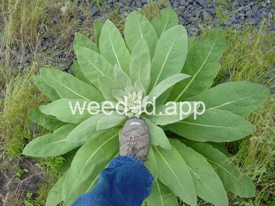 mullein, common