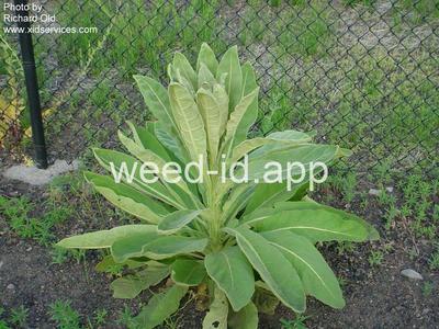 mullein, common