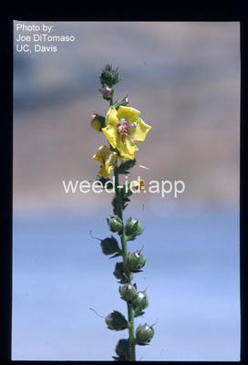mullein, purplestamen