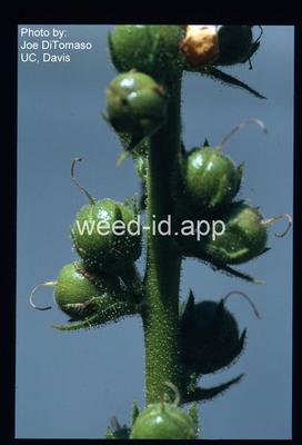 mullein, purplestamen