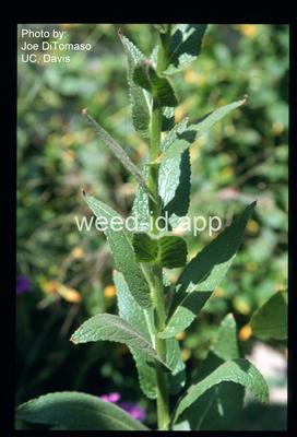 mullein, purplestamen