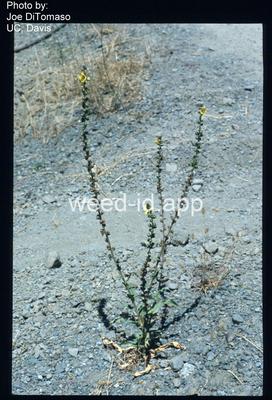 mullein, purplestamen