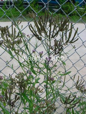 vervain, tall