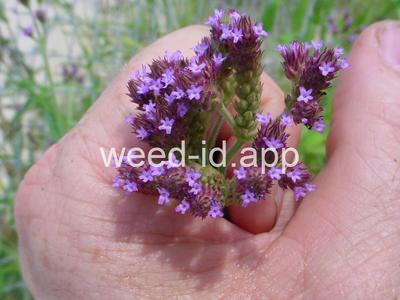 vervain, tall