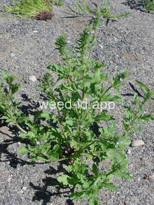 vervain, prostrate