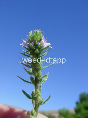 vervain, prostrate