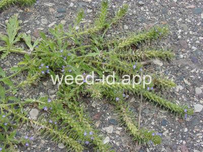 vervain, prostrate