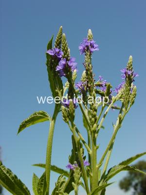 vervain, blue