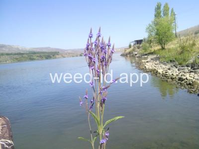 vervain, blue