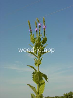 vervain, hoary