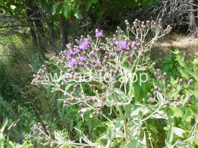 ironweed, western