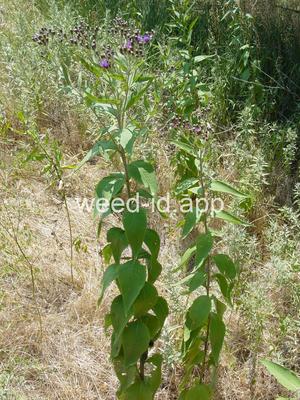 ironweed, western