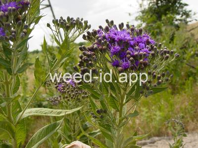 ironweed, western