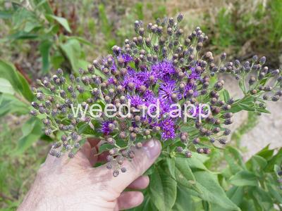 ironweed, western